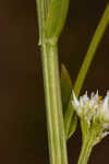 Baldwin's milkwort